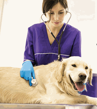 Local SEO Guide for Veterinarians